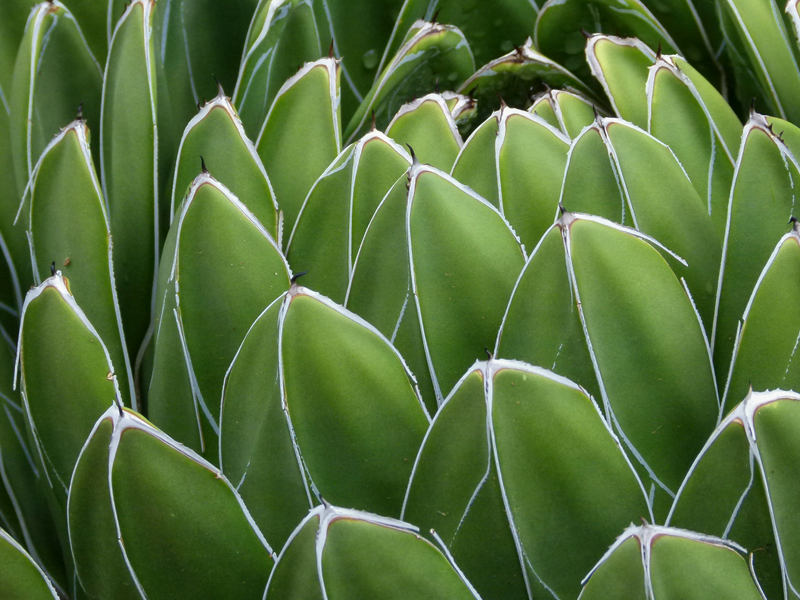 Close-up of blue agave plant leaves showing natural texture and geometric patterns